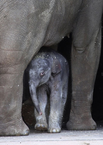 Asian elephant calf at Taronga Zoo in Sydney