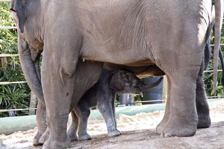 Asian elephant calf at Taronga Zoo in Sydney