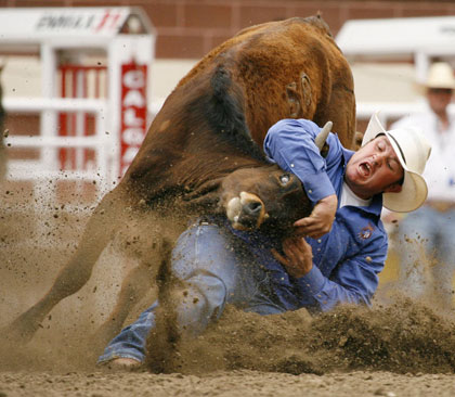 Steer wrestling event at the Calgary Stampede Rodeo