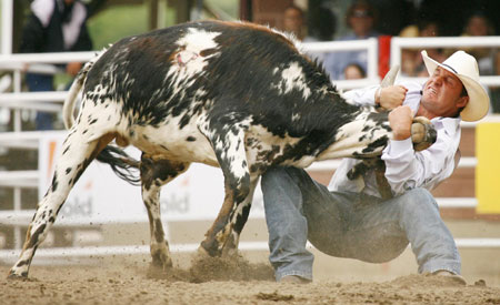 Steer wrestling event at the Calgary Stampede Rodeo