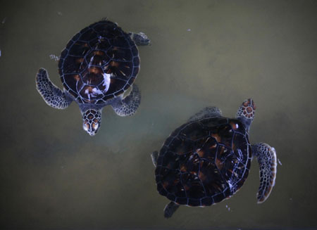 Green turtle hatchery in Sri Lanka