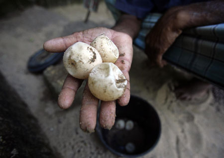 Green turtle hatchery in Sri Lanka