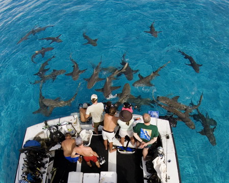 Sharks, cheese for the camera!