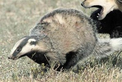 Drunk badger disrupts traffic
