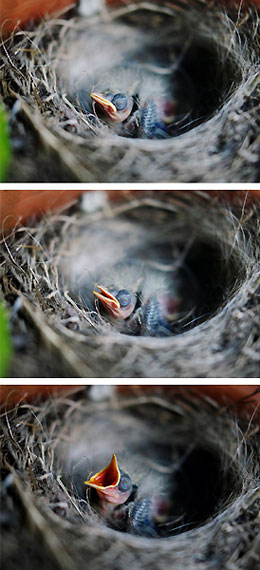 Newly-hatched nightingale bird