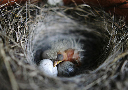 Newly-hatched nightingale bird
