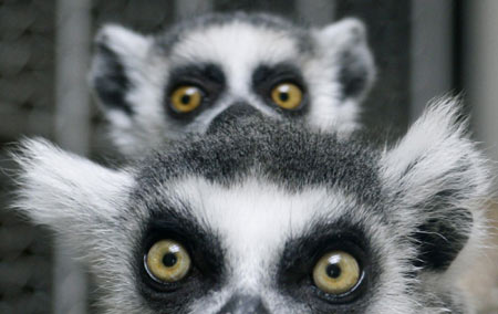 Baby lemur cuddles with mom at zoo in Tokyo
