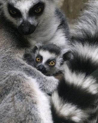 Baby lemur cuddles with mom at zoo in Tokyo