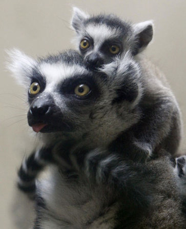 Baby lemur cuddles with mom at zoo in Tokyo
