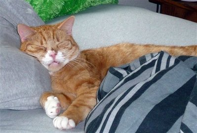 Study: Cats do control humans