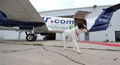 Paws up: All-pet airline hits skies