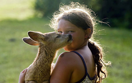 Orphaned fawn finds a friend
