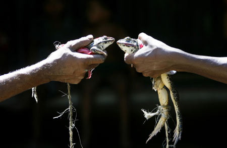 Frogs married off in India to appease gods