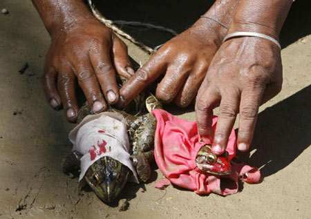 Frogs married off in India to appease gods