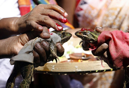 Frogs married off in India to appease gods