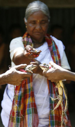 Frogs married off in India to appease gods