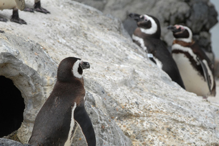 Gay penguin leaves partner