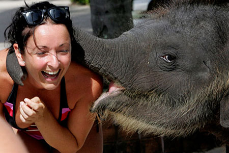 Baby elephant entertains a tourist in Phuket