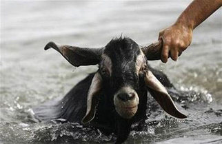 Goat's crowning as king of Ireland in doubt