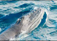 'Holy grail' for whale-watchers