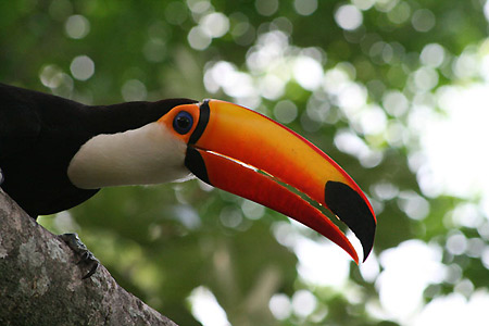 Toco toucan with large bill 