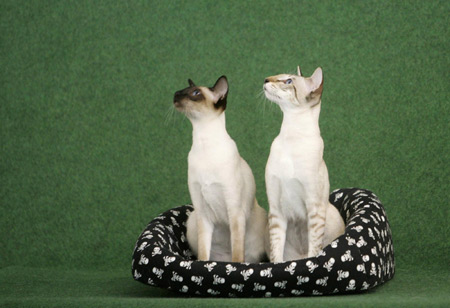 International cat exhibition in Prague