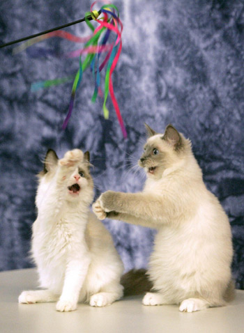 International cat exhibition in Prague