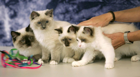 International cat exhibition in Prague