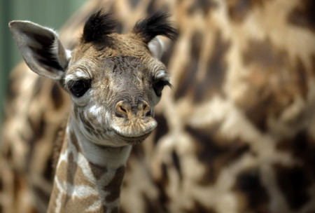 A newborn giraffe at the Franklin Park Zoo