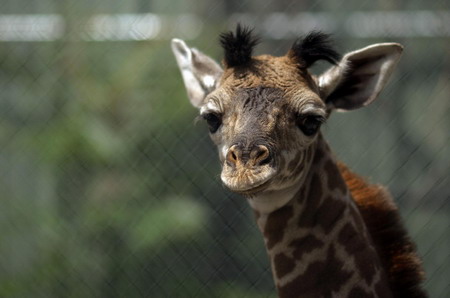 A newborn giraffe at the Franklin Park Zoo
