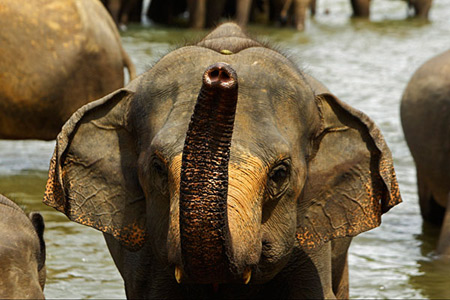 Orphaned elephants taken care of in Sri Lanka