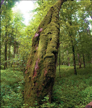 Climate change clouds ancient forest