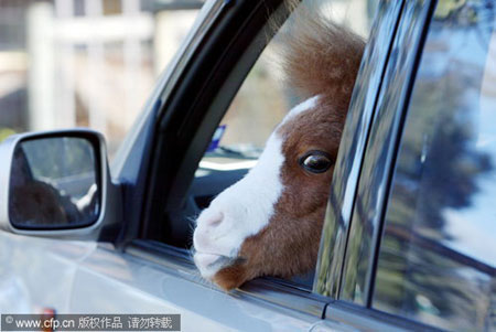 Miniature horse takes a ride