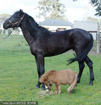 Miniature horse takes a ride