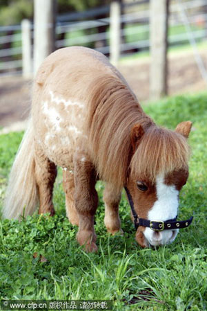Miniature horse takes a ride