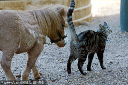 Miniature horse takes a ride