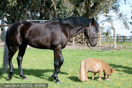 Miniature horse takes a ride