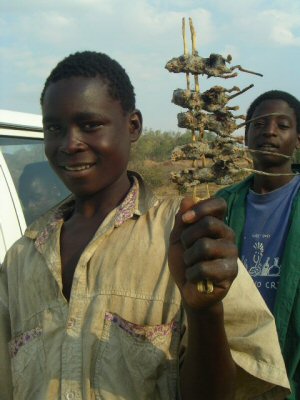 Making a meal out of mice in Malawi