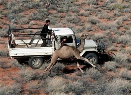 Australia mulls mass killings of camels