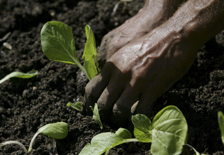 Urban agriculture in Cuba