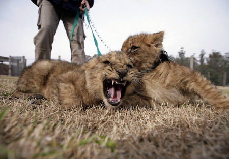 Lion cubs at Uruguayan zoo