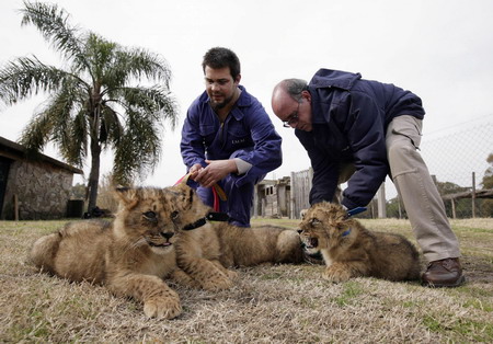 Lion cubs at Uruguayan zoo
