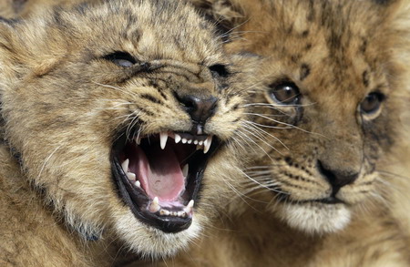 Lion cubs at Uruguayan zoo