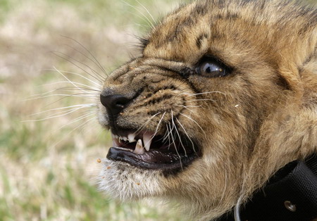 Lion cubs at Uruguayan zoo