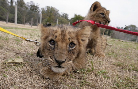 Lion cubs at Uruguayan zoo