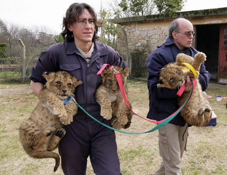Lion cubs at Uruguayan zoo