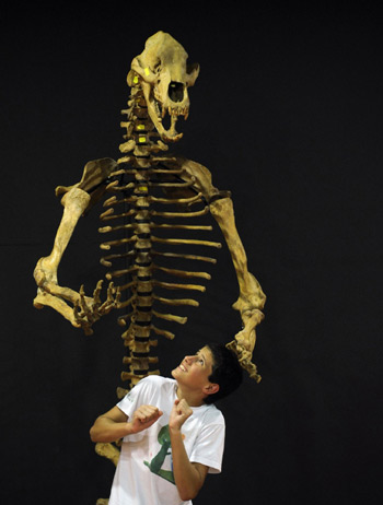 Dinosaur skeletons exhibited in Spain