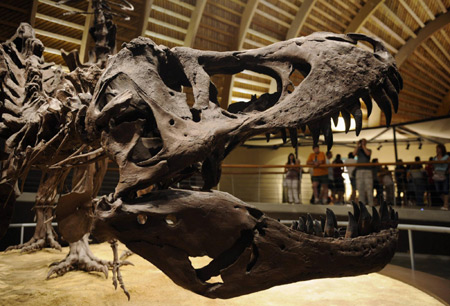 Dinosaur skeletons exhibited in Spain