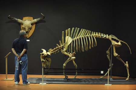 Dinosaur skeletons exhibited in Spain