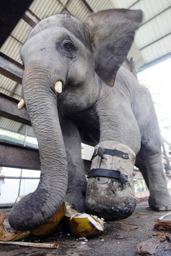 Amputated elephant gets new prosthetic leg